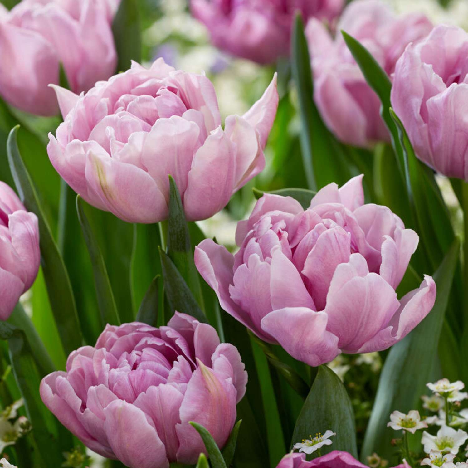 Tulipan 'Katinka'